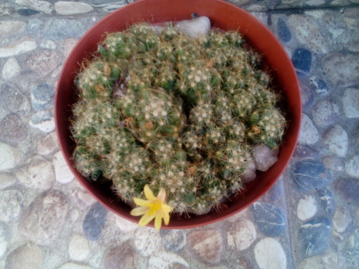 IMG_20160709_163133 - Cactusi si suculente 2016