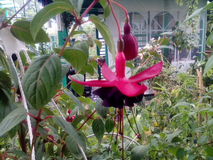 IMG_20160709_162031 - Fuchsia 2016