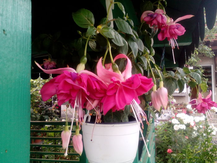 IMG_20160620_193123 - Fuchsia 2016