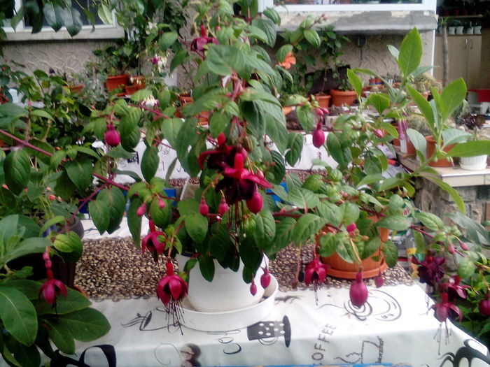 IMG_20160619_195548 - Fuchsia 2016
