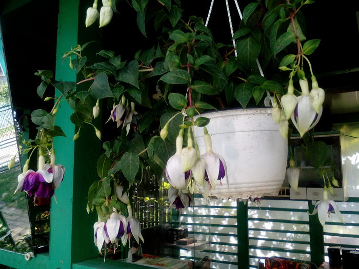 IMG_20160605_165412 - Fuchsia 2016