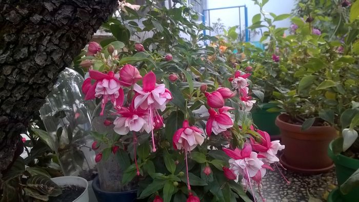 WP_20160720_07_36_16_Pro