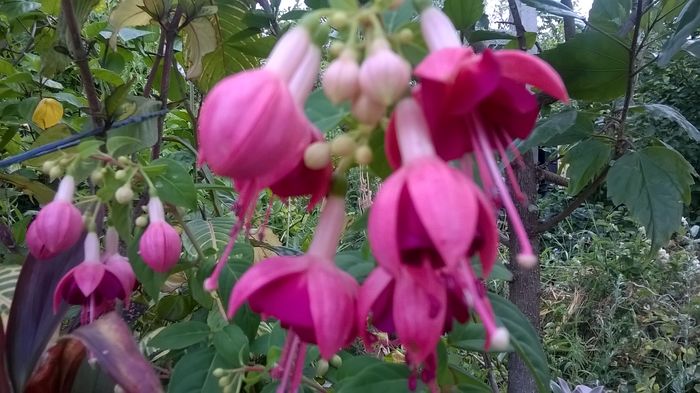 WP_20160721_17_07_03_Pro