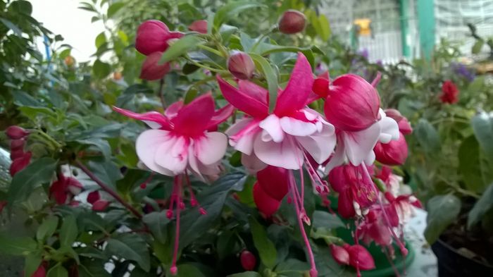 WP_20160722_20_35_53_Pro
