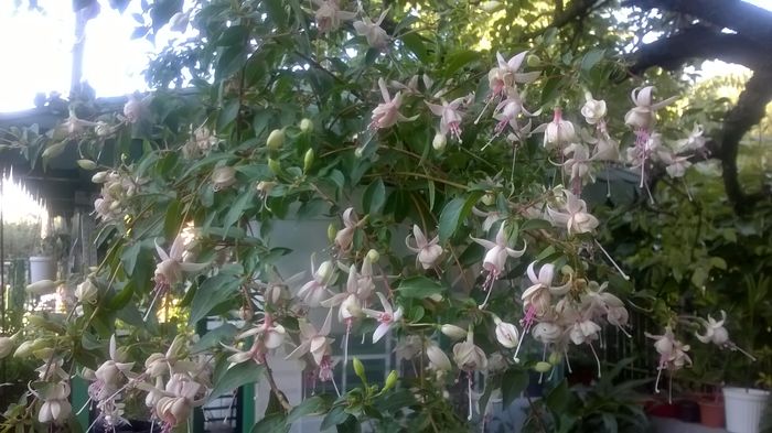 WP_20160719_07_11_22_Pro - Fuchsia 2016
