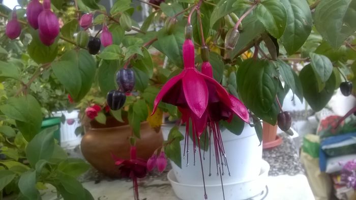 WP_20160719_07_33_31_Pro - Fuchsia 2016