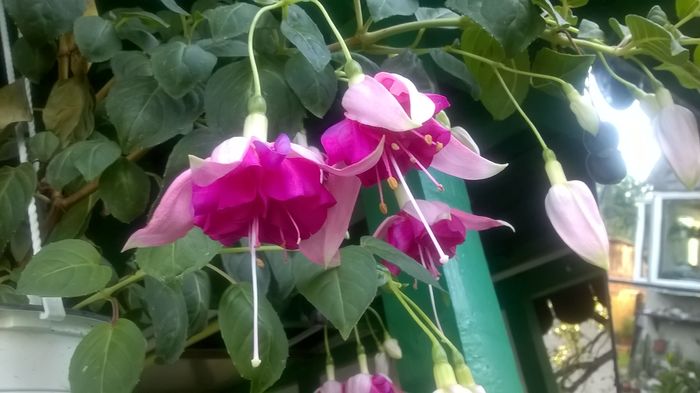WP_20160719_07_34_17_Pro - Fuchsia 2016
