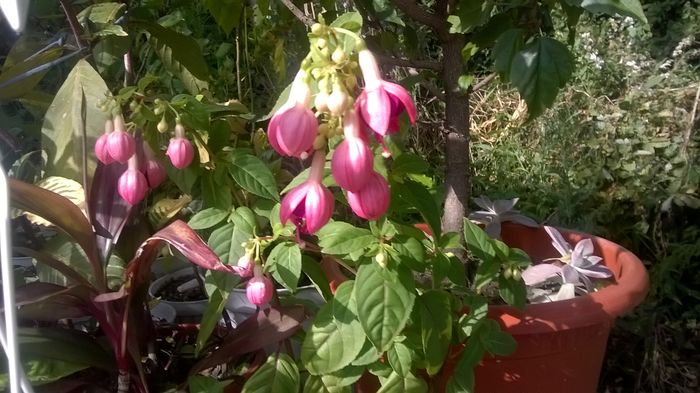 WP_20160719_09_15_37_Pro - Fuchsia 2016