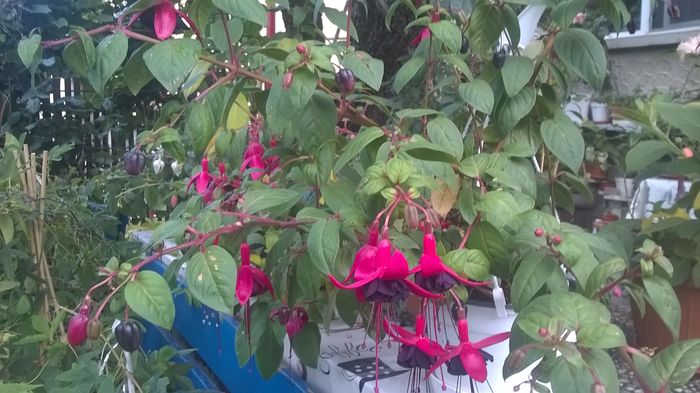 WP_20160720_07_35_54_Pro - Fuchsia 2016