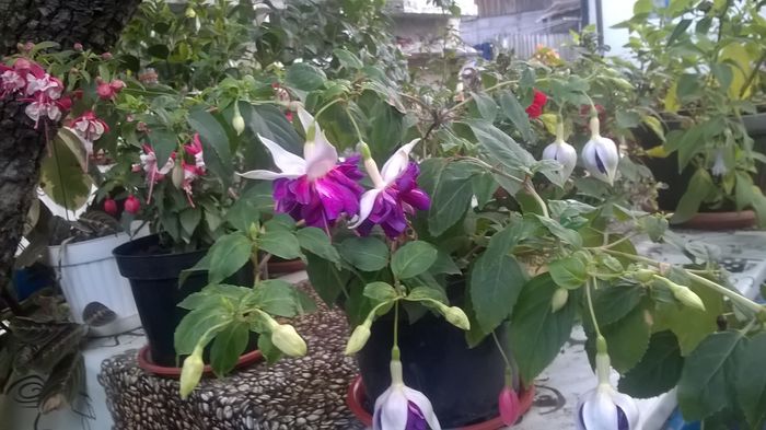 WP_20160720_07_36_24_Pro - Fuchsia 2016