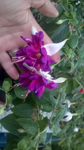 WP_20160720_19_21_42_Pro - Fuchsia 2016