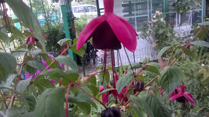 WP_20160720_19_22_38_Pro - Fuchsia 2016