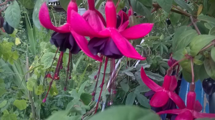 WP_20160720_19_22_59_Pro - Fuchsia 2016