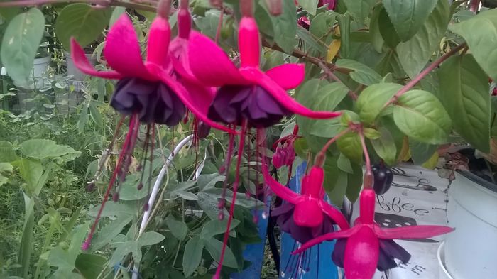 WP_20160720_19_23_10_Pro - Fuchsia 2016