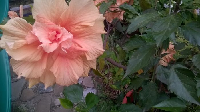 WP_20160720_16_18_34_Pro - Hibiscusi 2016