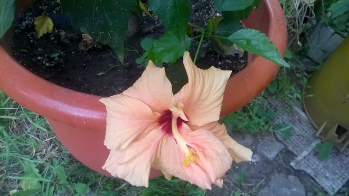 WP_20160720_16_18_50_Pro - Hibiscusi 2016