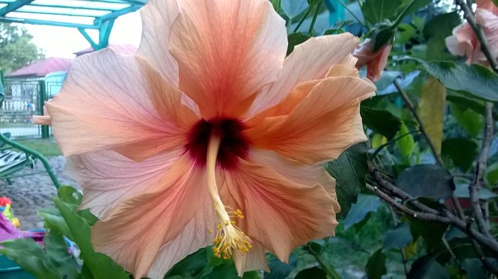 WP_20160722_20_33_49_Pro - Hibiscusi 2016