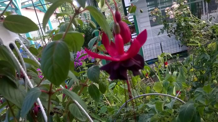 WP_20160710_17_54_05_Pro