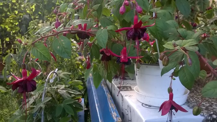 WP_20160710_17_54_24_Pro - Fuchsia 2016