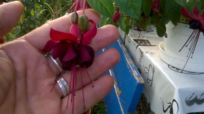 WP_20160710_17_54_32_Pro - Fuchsia 2016