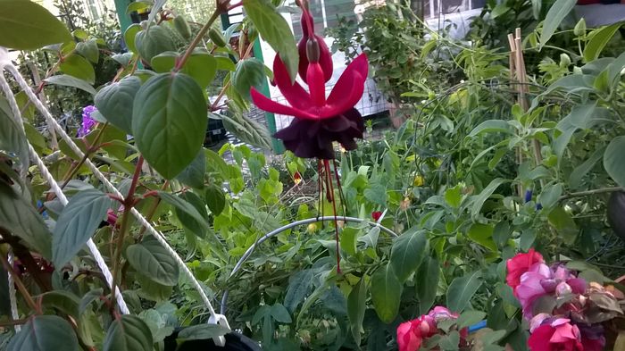 WP_20160710_19_47_13_Pro - Fuchsia 2016