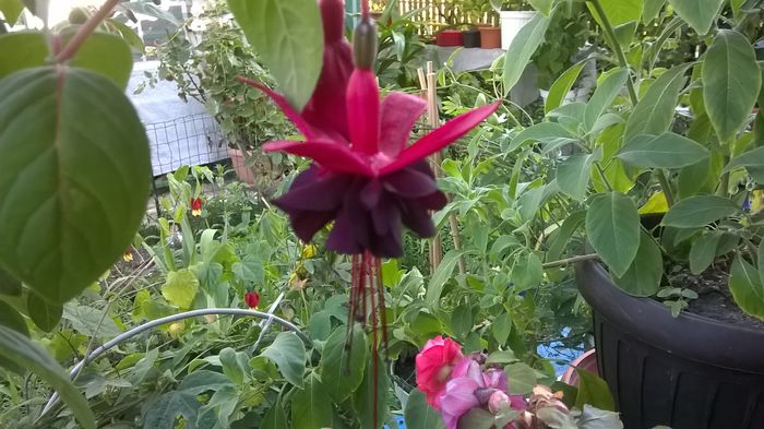 WP_20160711_18_28_22_Pro - Fuchsia 2016