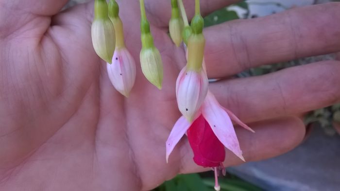 WP_20160712_15_12_17_Pro - Fuchsia 2016