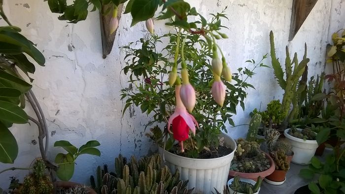 WP_20160712_15_12_26_Pro - Fuchsia 2016