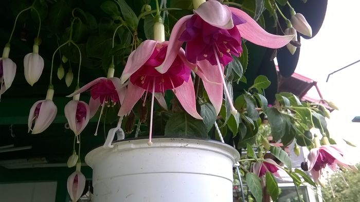 WP_20160717_10_51_05_Pro - Fuchsia 2016