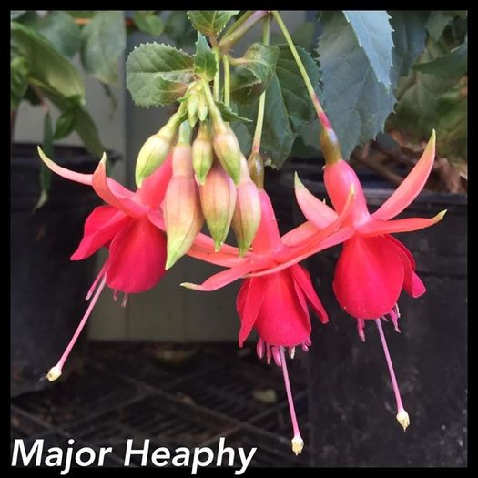 FB_20160718_22_41_48_Saved_Picture - Fuchsia 2016