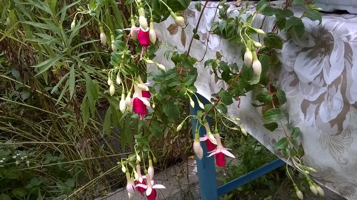 WP_20160719_13_29_29_Pro - Fuchsia 2016