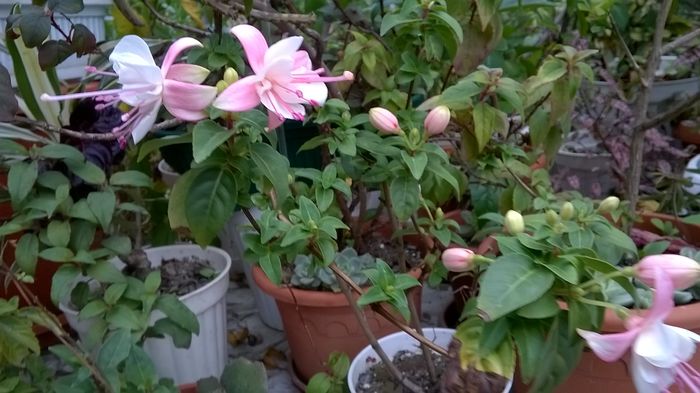 WP_20160719_13_29_51_Pro - Fuchsia 2016