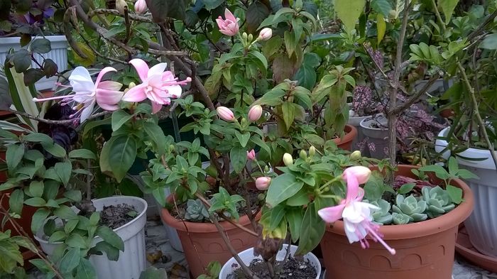 WP_20160719_13_29_55_Pro - Fuchsia 2016