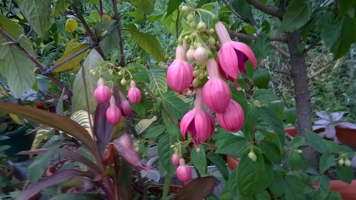 WP_20160719_13_30_05_Pro - Fuchsia 2016