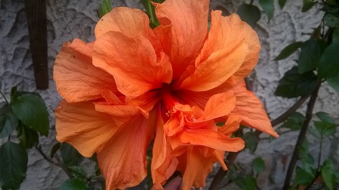 WP_20160624_14_35_07_Pro - Hibiscusi 2016