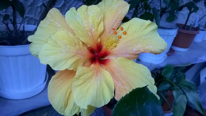 WP_20160711_18_29_42_Pro - Hibiscusi 2016