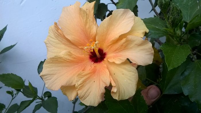 WP_20160711_18_30_26_Pro - Hibiscusi 2016