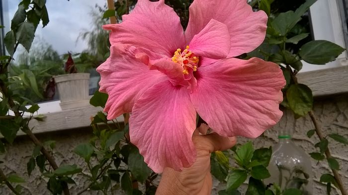 WP_20160717_10_43_50_Pro - Hibiscusi 2016