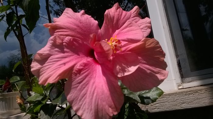 WP_20160717_13_16_05_Pro - Hibiscusi 2016