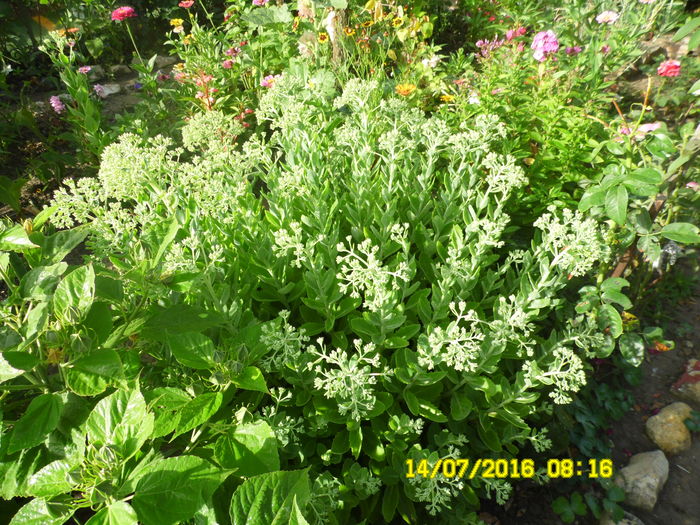 Sedum spectabile