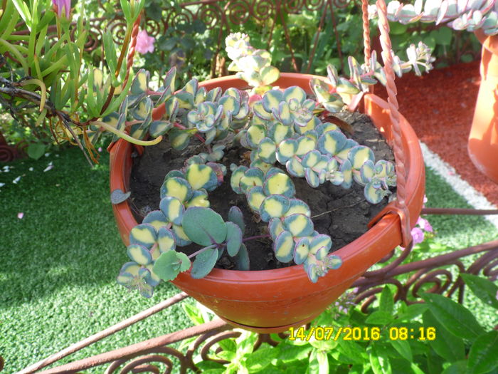 Sedum sieboldii variegat - sEDUM 2016