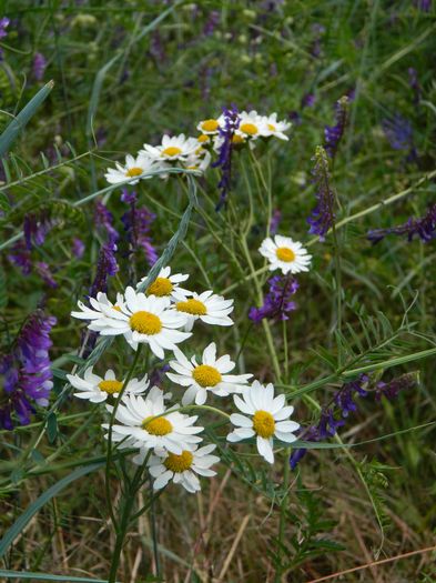 DSCN1752 - 2016 HERCULANE_3