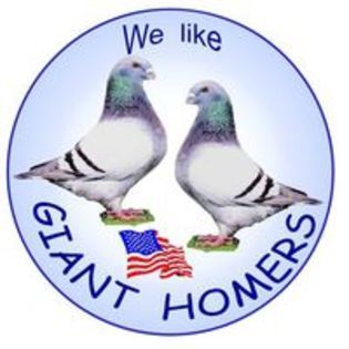 105208356_PCVLYWW - PERECHI GIANT HOMER 2016