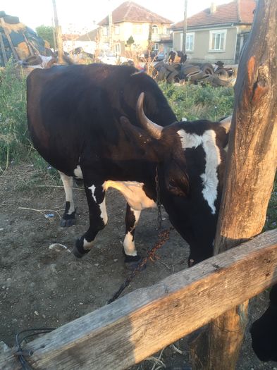 image - Alte vacute-1