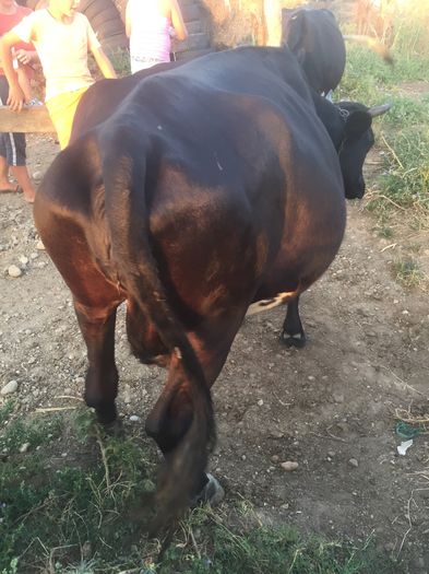 image - Alte vacute-1