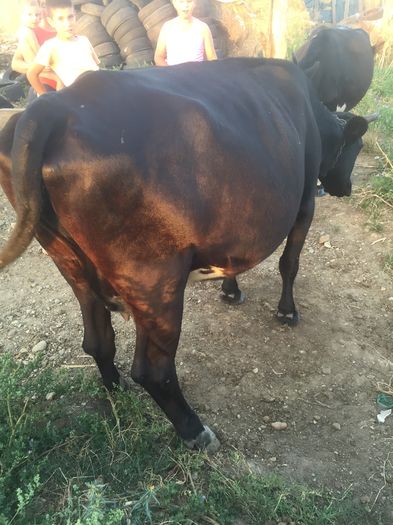 image - Alte vacute-1