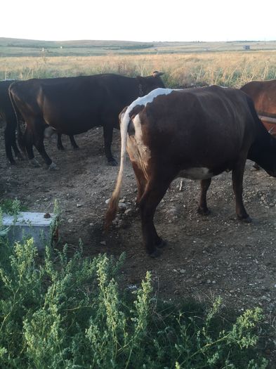 image - Alte vacute-1