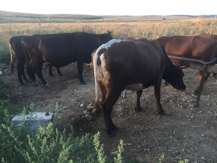 image - Alte vacute-1