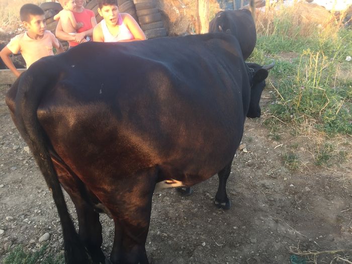 image - Alte vacute-1