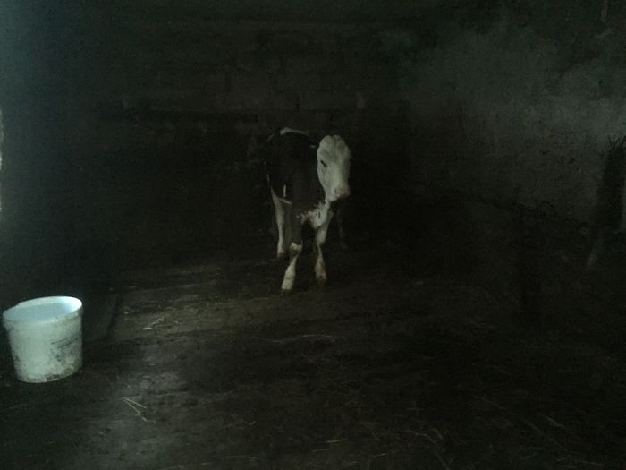 image - Alte vacute-1